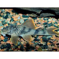 L076 Peckoltia Red fin tiger