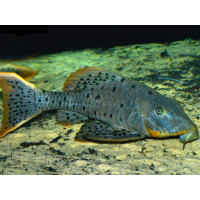 L095 Pseudorinelepis Orange fin