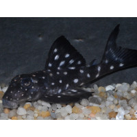 L102 Snowball Pleco