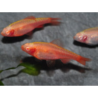 Barbus cerise albinos