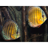 Discus vert TEFE