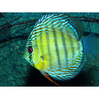 Discus vert royal TEFE