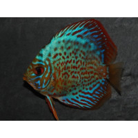 Discus turquoise rouge