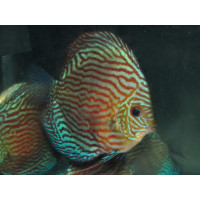 Discus turquoise rouge