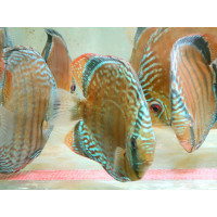 Discus rouge TURERE