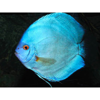 Discus bleu diamant