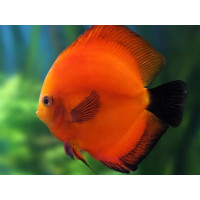 Discus Marlboro rouge