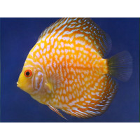 Discus Pigeon blood gold