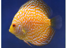Discus Pigeon blood gold