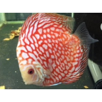 Discus Pigeon red stone