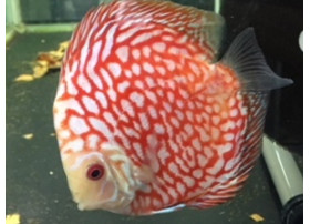 Discus Pigeon red stone