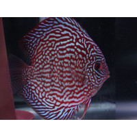 Discus bleu Super red turquoise