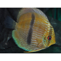 Discus Heckel masque bleu NHAMUNDA