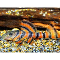 L397 Panaqolus red tiger elvg