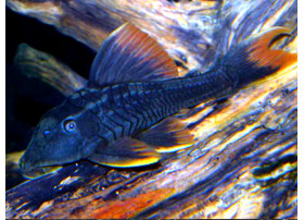 L360 Hypostomus sp. Yellow...