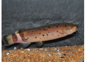 Poisson chat électrique