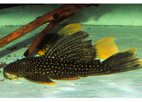 Hypostomus luteus