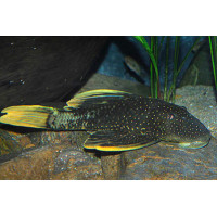 Hypostomus luteus Phase II