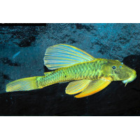 Hypostomus luteus Phase III