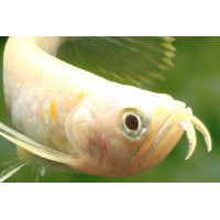 Arowana albinos