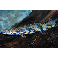 Dragon marbré / Bichir