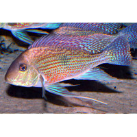 Geophagus sveni Araguaia