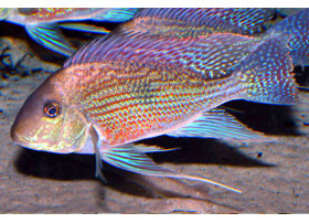 Geophagus sveni Araguaia