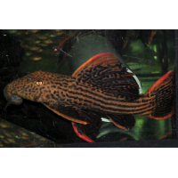 L025 Pleco 'Scarlet'