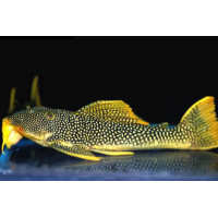 L014 Pleco 'Cactus yellow fin' Goldy