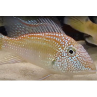 Geophagus leucostica