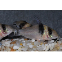 Corydoras virginiae