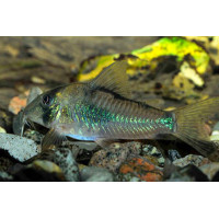 Corydoras septentrionalis