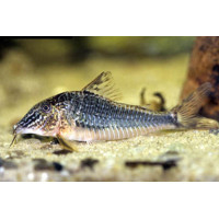 Corydoras semiaquilus Sauvage