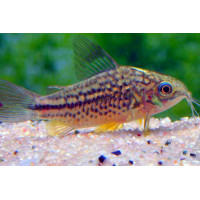 Corydoras 'San juan'