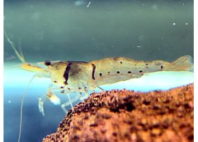 Caridina pareparensis  - Malawa - Mini Japonica