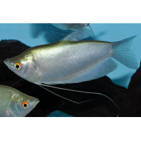 Gourami argent