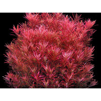 Rotala Rotundifolia Blood Red