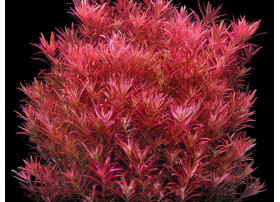 Rotala Rotundifolia Blood Red