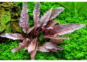 Cryptocoryne var. Flamingo