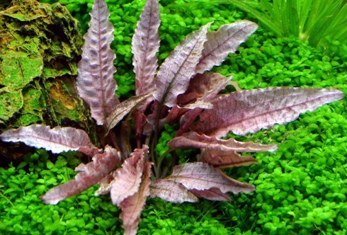 Cryptocoryne var. Flamingo