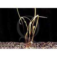 Cryptocoryne Crispatula - In vitro