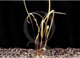 Cryptocoryne Crispatula -...