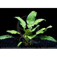 Cryptocoryne broad leaves - In vitro