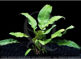 Cryptocoryne broad leaves -...