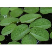 Salvinia Minima - In vitro