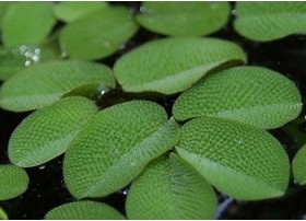 Salvinia Minima - In vitro