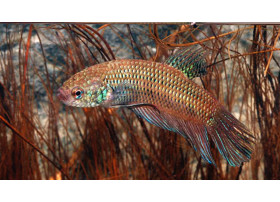 Betta smaragdina sauvage