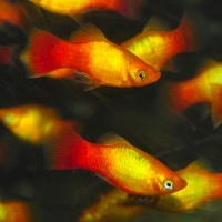 Platy, 3,5-4cm, Sunset brillant