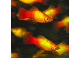 Platy, 3,5-4cm, Sunset brillant