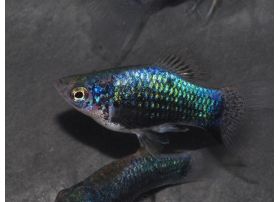 Platy tuxedo bleu